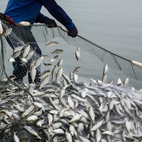 Fisherman with large catch in his net